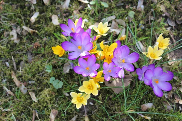 Crocus the first spring messenger — Stock Photo, Image