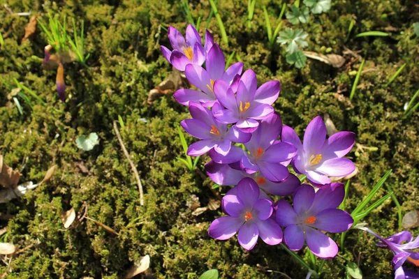 Crocus il primo messaggero di primavera — Foto Stock