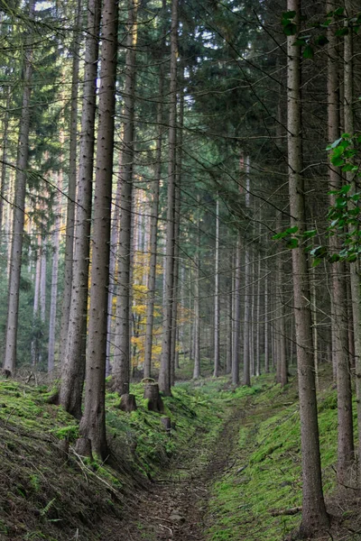 Den Magiska Världen Skogen Färgglada Färger Vandring Naturen Bra För — Stockfoto