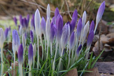 Çiğdem ilk bahar haberci