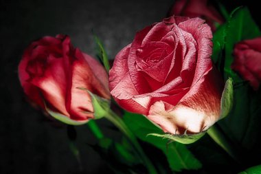 Aşk bir işareti kırmızı gül