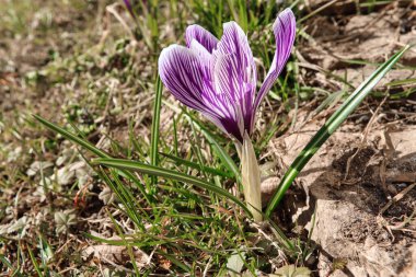 Çiğdem ilk bahar haberci