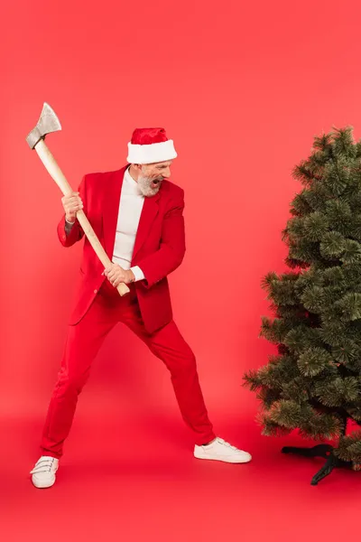 full length of middle aged man in santa hat and suit holding axe while screaming near pine tree on red