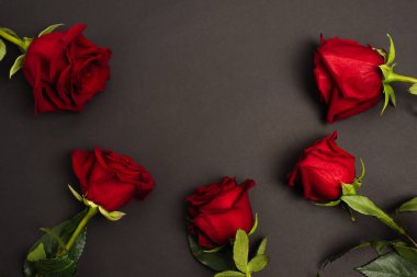 Siyah arkaplanda kırmızı güllerin düz yatışı