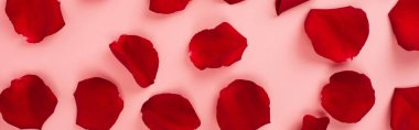 top view of red rose petals on pink background, banner clipart