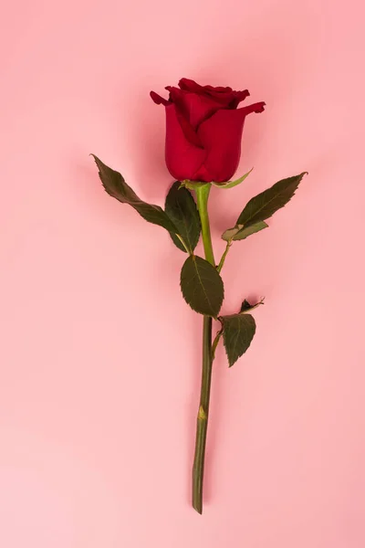 Верхний Вид Красной Розы Зелеными Листьями Розовый — стоковое фото
