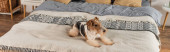 curly wirehaired fox terrier lying on blanket in bedroom, banner
