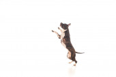 purebred american staffordshire terrier jumping on white