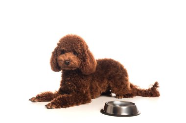 curly poodle lying near metallic bowl with food on white clipart