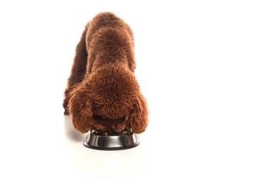 curly poodle eating pet food from metallic bowl on white