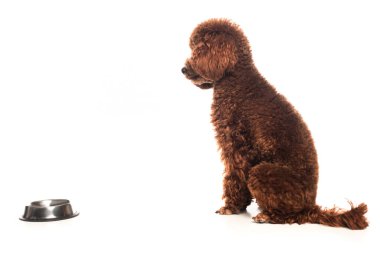brown poodle sitting near metallic bowl isolated on white