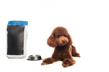brown poodle lying near pet food bag and metallic bowl isolated on white