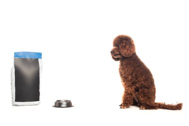 purebred poodle sitting near pet food bag and metallic bowl isolated on white