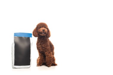 brown poodle sitting near pet food package isolated on white