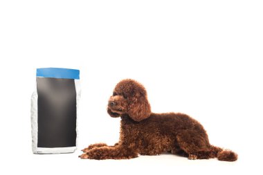 brown poodle lying near pet food package isolated on white