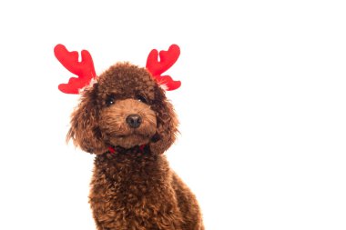brown poodle in reindeer antlers headband isolated on white