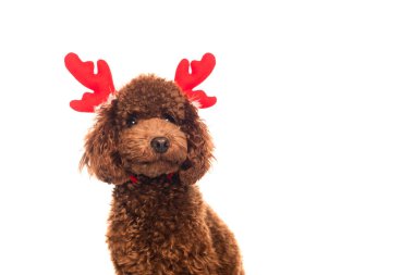 brown poodle in reindeer antlers headband isolated on white clipart