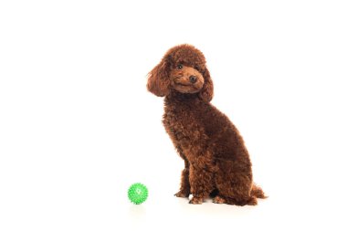 brown poodle sitting near rubber ball isolated on white  clipart