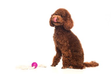 brown poodle sticking out tongue and sitting near rubber ball isolated on white  clipart