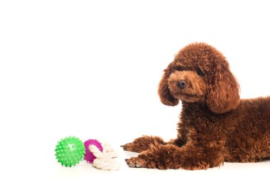 curly poodle lying near rubber toys isolated on white 