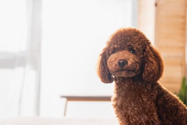 groomed and brown poodle looking at camera in bedroom