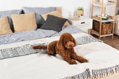curly and groomed poodle lying on bed at home