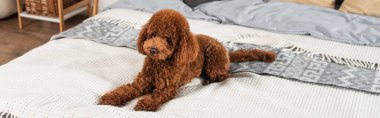 curly and groomed poodle lying on bed at home, banner
