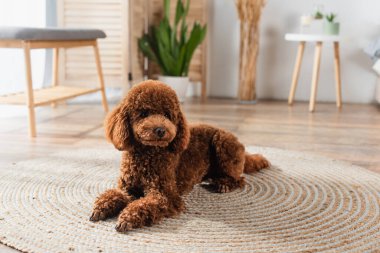 brown poodle lying on round rattan carpet at home