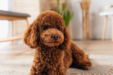 brown groomed poodle resting in modern apartment 