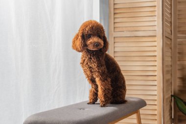 brown poodle sitting on comfortable pouf bench in apartment 