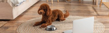brown poodle lying near laptop and metallic bowl on round rattan carpet in bedroom, banner clipart