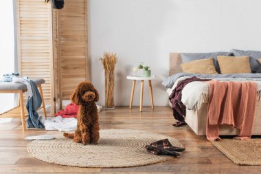 brown poodle sitting on round rattan carpet in messy bedroom clipart