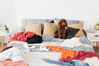 brown poodle sitting on messy bed around clothing clipart