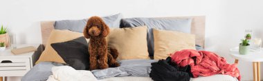 brown poodle sitting on messy bed around clothing, banner