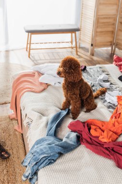 brown poodle sitting on messy bed around modern clothes 