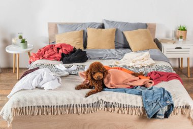 brown poodle lying on messy bed around clothes 