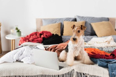 wirehaired fox terrier sitting near laptop on messy bed around clothes clipart