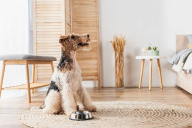 wirehaired fox terrier sitting near bowl on round rattan carpet 