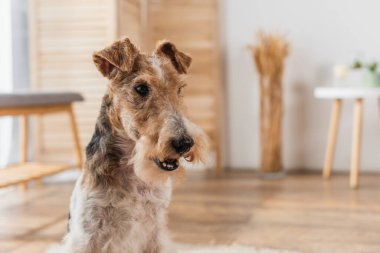 close up of wirehaired fox terrier in apartment  clipart