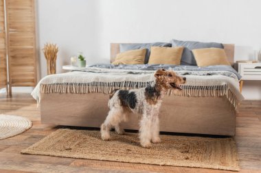 wirehaired fox terrier standing near modern bed on rattan carpet 