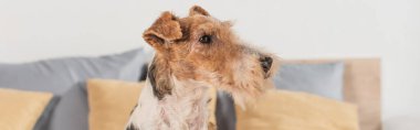 curly fox terrier in modern bedroom, banner clipart