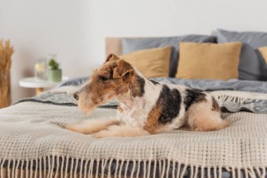 curly wirehaired fox terrier lying on modern bed 