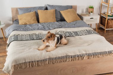 curly wirehaired fox terrier lying on blanket in bedroom clipart
