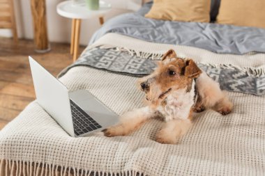 curly wirehaired fox terrier lying near laptop on bed 