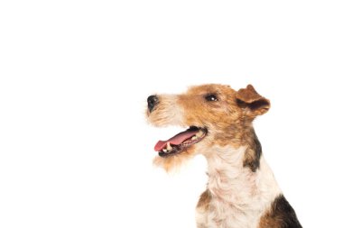 curly wirehaired fox terrier with open mouth isolated on white clipart