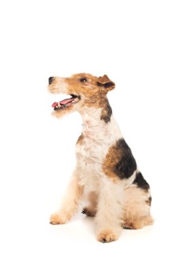 wirehaired fox terrier with open mouth sitting on white clipart