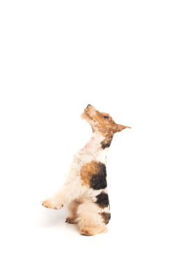 wirehaired fox terrier sitting and looking up on white clipart