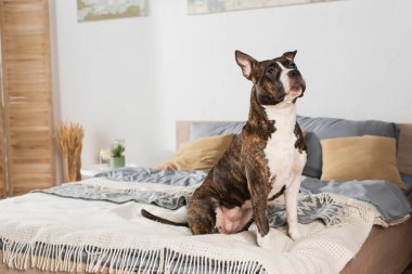 american staffordshire terrier sitting on bed at home