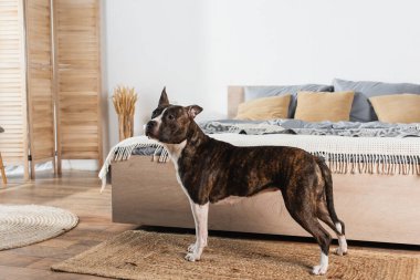 american staffordshire terrier standing on rattan carpet near bed clipart
