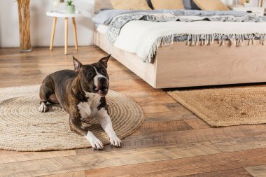 american staffordshire terrier lying on round rattan carpet in bedroom clipart